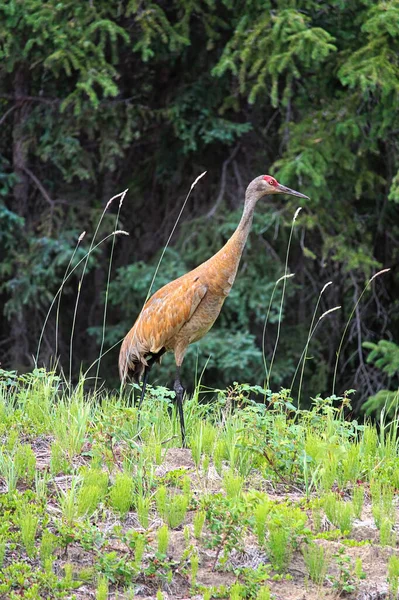 And adult sandhill crane stands in grass by a forest Stock Picture