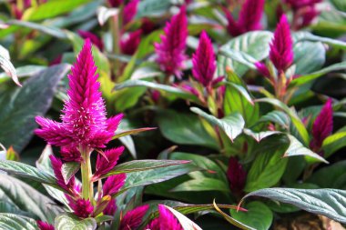 Celosia 'nın sıraları bir serada büyüyor.