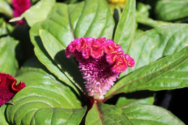 Bir Celosia pembe mercanına, çiçek gibi yakın çekim