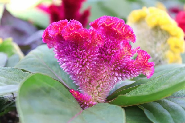 Closeup de um coral rosa Celosia como flor — Fotografia de Stock