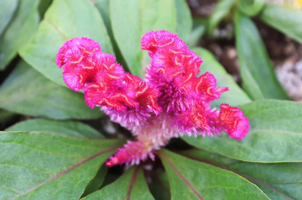 Bir Celosia pembe mercanına, çiçek gibi yakın çekim — Stok fotoğraf