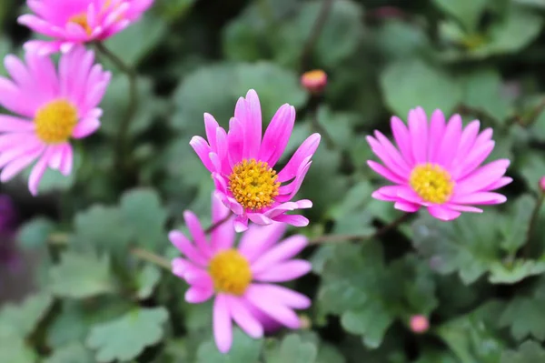 Schnittblumen wachsen im Sommer — Stockfoto