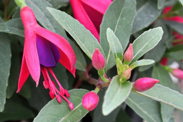แมคโครของสีชมพูและสีม่วง fuchsia ดอกไม้และดอกตูม — ภาพถ่ายสต็อก