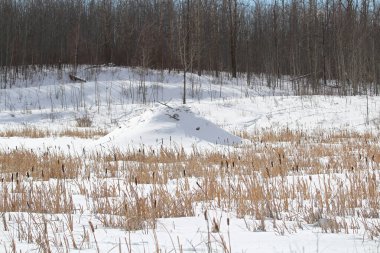 Kışın ortasında göllerde kunduzlar.