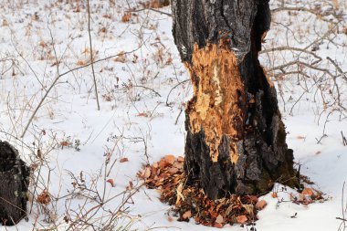 Kışın bir kunduz tarafından çiğnenmiş bir ağacın yakınına.