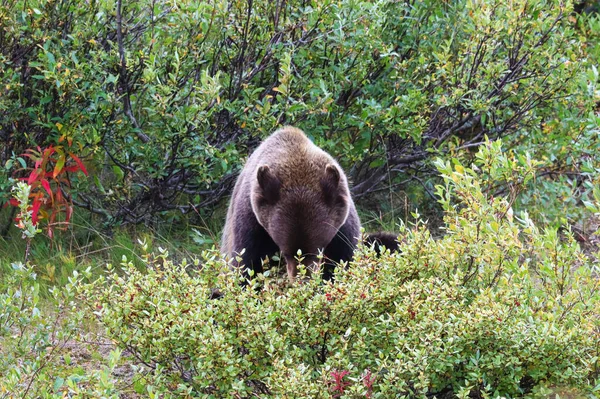 Um urso pardo sentado e comendo bagas de um arbusto — Fotografia de Stock