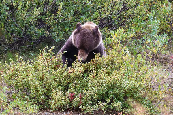 Ein Grizzlybär sitzt und frisst Beeren von einem Busch — Stockfoto