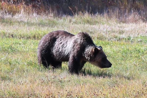 Vista lateral de un oso pardo parado en la hierba — Foto de Stock