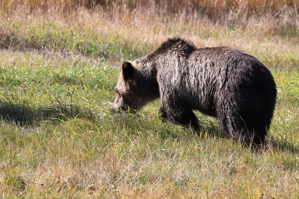 Perfil posterior de un oso pardo parado en la hierba — Foto de Stock