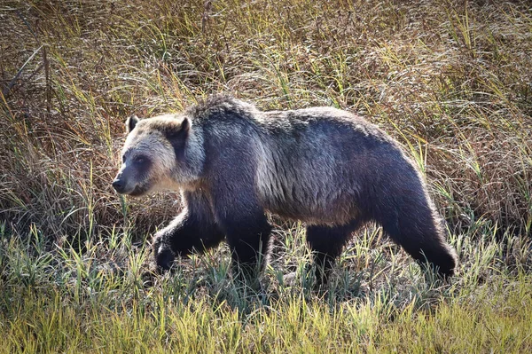 Un grizzly muticolor caminando frente a la hierba alta — Foto de Stock