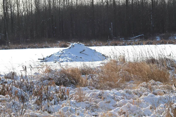 Barrages de castors dans les étangs en plein hiver — Photo