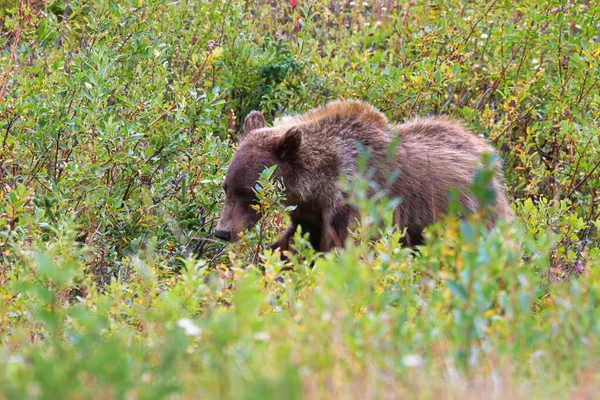 Niedźwiedź grizzly przechodzący przez krzewy i trawę — Zdjęcie stockowe