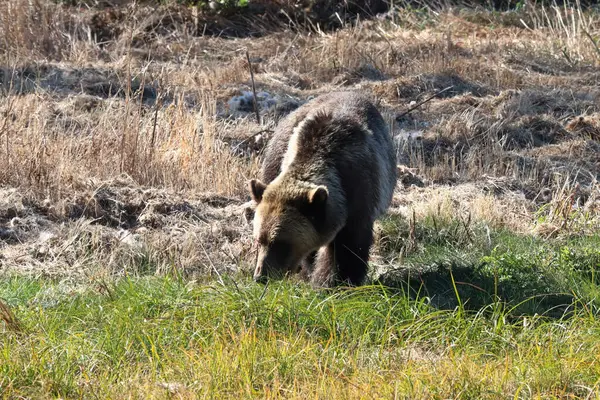 Vista frontal de un oso pardo olfateando hierba corta verde — Foto de Stock
