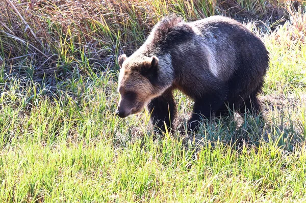 Un grizzly muticolor caminando a través de la hierba corta — Foto de Stock