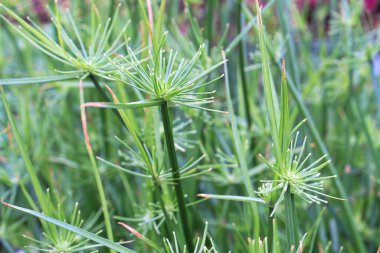 Cyperus papirüsünün ya da Nil Çimeni 'nin yakınlaşması