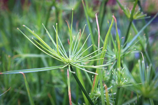 Makro av cyperus papyrus eller Nilgräs som växer — Stockfoto