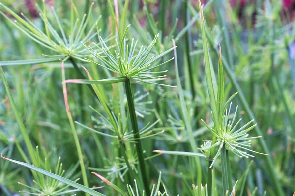 Closeup of cyperus papyrus or Nile Grass growing — Stock Photo, Image