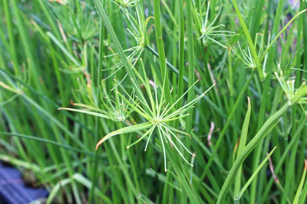 Närbild av cyperus papyrus eller Nilen gräs växer — Stockfoto