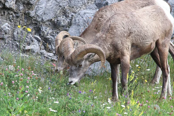 Großaufnahme von Dickhornschafen auf einer Wiese — Stockfoto