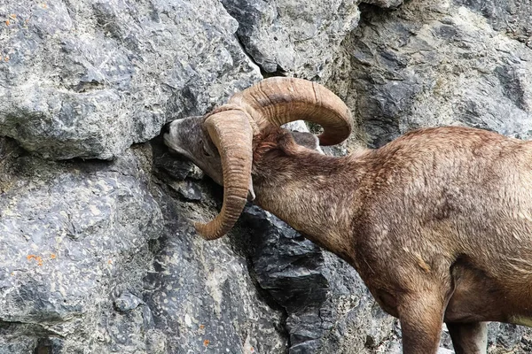 Una oveja de cuerno grande lame sal de una estructura rocosa — Foto de Stock