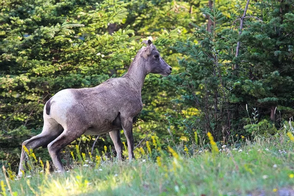 Een bighorn schaap kijkt alert in het bos — Stockfoto