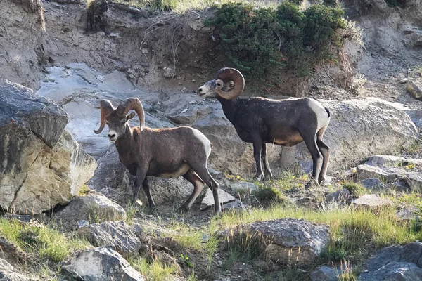 Twee bighorn schapenrammen staan voor een rotsachtige richel — Stockfoto