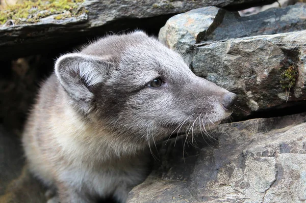 Primo piano del volto di un cucciolo di volpe artic — Foto Stock