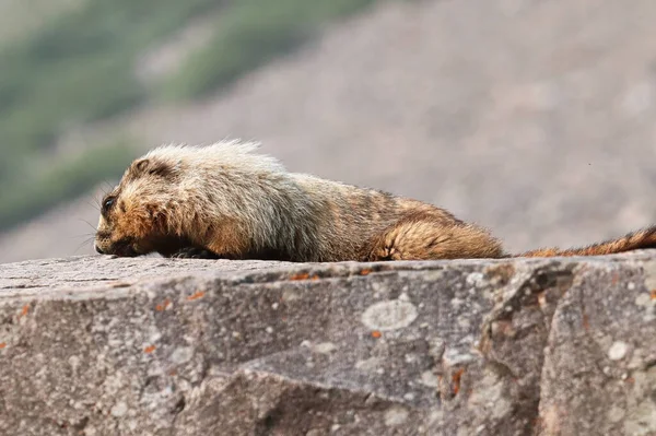 Uma marmota coloca-se no topo de uma grande rocha — Fotografia de Stock