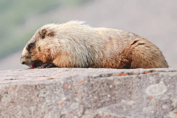 Fechar-se de uma marmota lambendo o topo de uma mais ousada — Fotografia de Stock