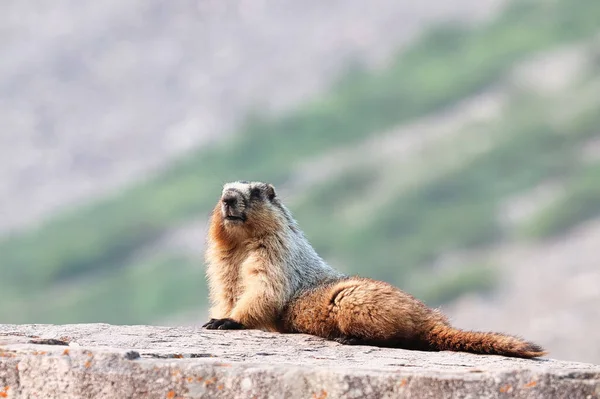 Un allarme marmotta sulla cima di una grande roccia — Foto Stock