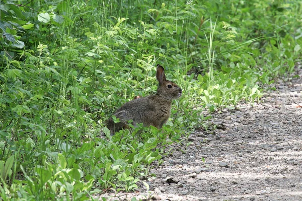En kanin sitter vid sidan av en väg i gräs — Stockfoto