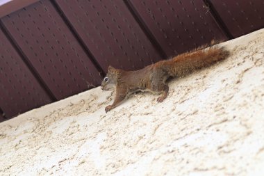 A squirrel climbing the stucco and side of a house clipart