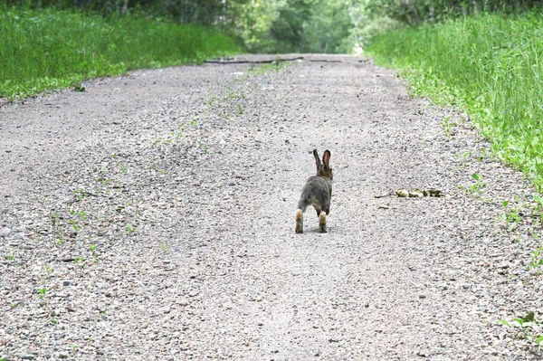 Den bakre änden av en kanin som löper längs en väg — Stockfoto