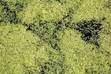 Ördek otuyla kaplı gölet suyunun tepesi