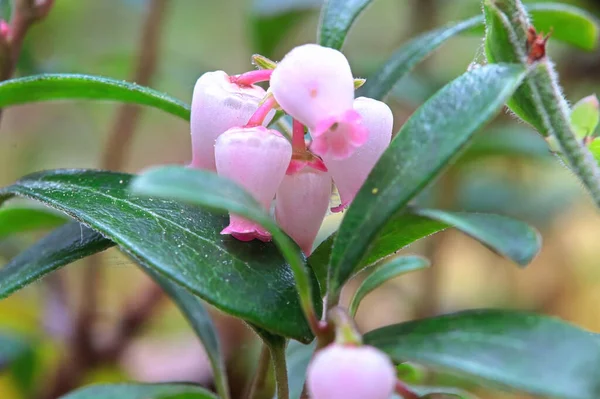 Macro van wilde cranberry bloesems in het voorjaar — Stockfoto