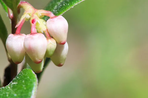 Macro van wilde cranberry bloesems in het voorjaar — Stockfoto