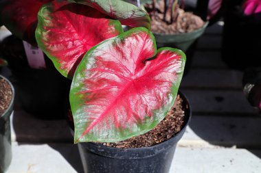 Caladium bitkisinin parlak renkli yaprakları