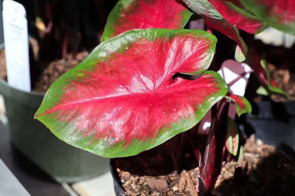 칼 라듐 식물에 있는 밝은 색깔의 잎들 — 스톡 사진