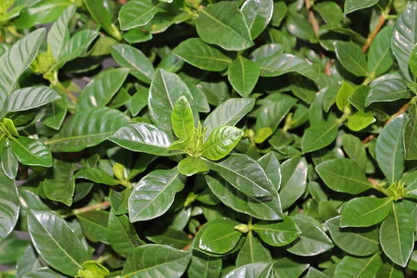 Closeup of gardenia house green leaves — Stok Foto