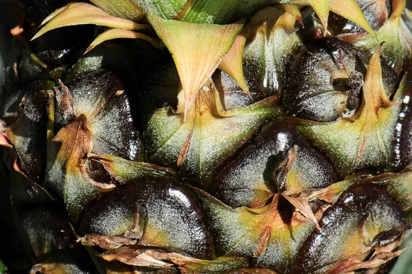 Macro das escalas em um fruto de abacaxi — Fotografia de Stock
