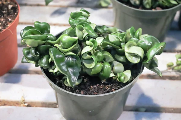 Uma planta Hindu Rope Hoya em um pote verde — Fotografia de Stock