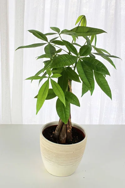 Una planta de árbol de dinero contra una cortina blanca — Foto de Stock