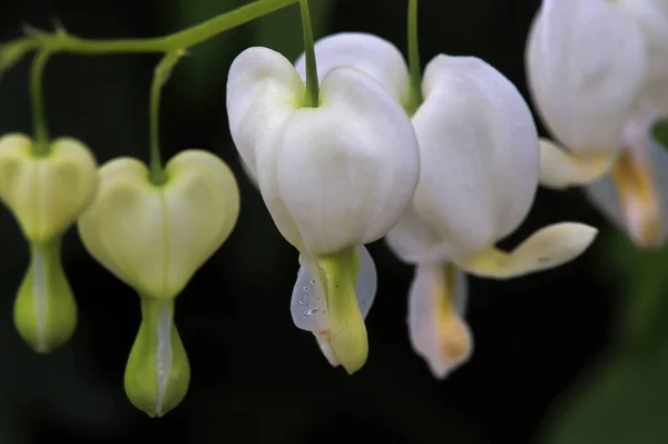 Macro foto de branco sangramento flores do coração florescendo — Fotografia de Stock