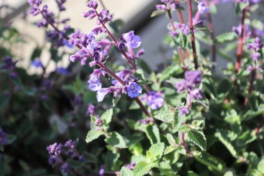 Çiçek açan bir nane bahçesi