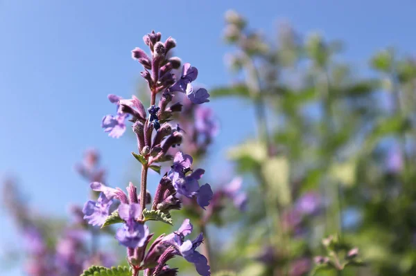 Primo piano di un fiore di zecca contro un cielo azzurro — Foto Stock