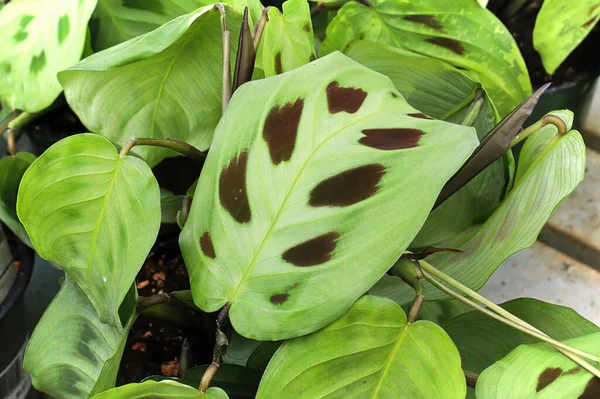 Closeup das manchas escuras em uma planta de oração — Fotografia de Stock