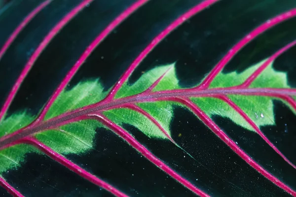 Vue macro des veines sur une feuille de la plante à chevrons — Photo