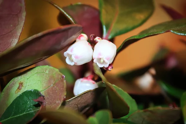 Delicate roze en crème bloemen op een wintergroene plant — Stockfoto