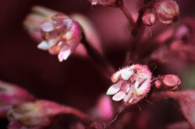 Mercan çanı heuchera bitkisinin üzerinde narin çiçeklerin makro 'su
