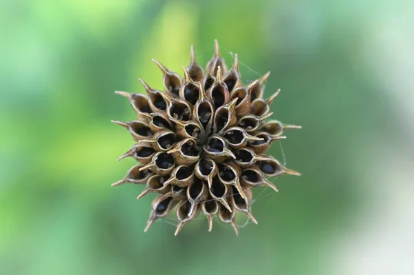Фон стручка семян на цветке глобуса — стоковое фото